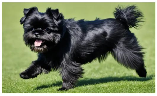 A small, black, fluffy affenpinscher dog joyfully ran on green grass.