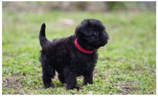 A small, fluffy black Affenpischer puppy with a red collar standing on a grassy field, looking curiously to the side.