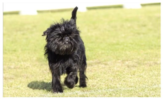 A small black dog with a scruffy coat walks confidently on a grassy field.