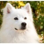 White fluffy American Eskimo dog with piercing ears watching to the side, encircled by greenery in the background.