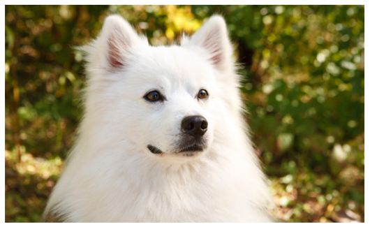 White fluffy American Eskimo dog with piercing ears watching to the side, encircled by greenery in the background.