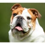 English bulldog with a wrinkled face and tongue slightly out, looking happy.