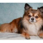 A small, long-haired Chihuahua lying on a surface with a calm expression. The dog has a mix of brown, white, and black fur with large ears that stand upright.