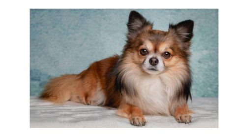 A small, long-haired Chihuahua lying on a surface with a calm expression. The dog has a mix of brown, white, and black fur with large ears that stand upright.