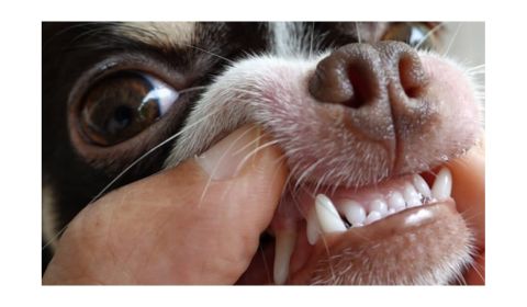 Chihuahua dog's face with a person's hand gently pulling back the dog's lip to reveal its sharp white teeth.