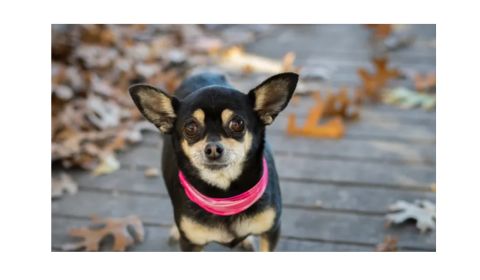 A small black-and-tan Chihuahua dog wearing a pink collar and large ears stands on a wooden deck.