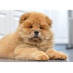 A fluffy, tan-colored Chow Chow puppy is lying down on the floor, looking forward with a calm expression.