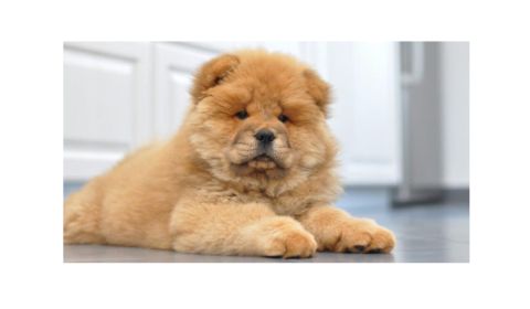 A fluffy, tan-colored Chow Chow puppy is lying down on the floor, looking forward with a calm expression.