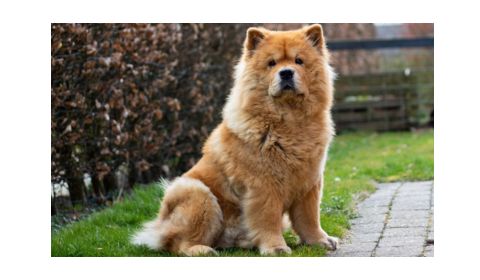 Chow Chow dog has a thick, reddish-brown coat, a broad face, and a distinctive, short muzzle.