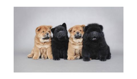 Four adorable Chow Chow puppies sitting in a row. Two puppies are light brown, while the others are black.