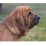 A Bloodhound dog with a reddish-brown coat. The dog has characteristic loose, wrinkled skin and long, droopy ears on its face and neck.