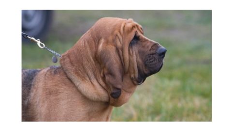 A Bloodhound dog with a reddish-brown coat. The dog has characteristic loose, wrinkled skin and long, droopy ears on its face and neck.