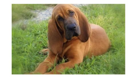 A bloodhound dog with large, floppy ears, lying on green grass, tilting its head slightly to the side with a curious expression.