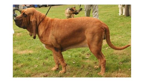 A brown Bloodhound dog on a grassy lawn. The dog has a muscular, sturdy body, loose skin, and long, drooping ears.