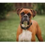 A brown Boxer dog standing on green grass, wearing a black collar, with a focused and alert expression.