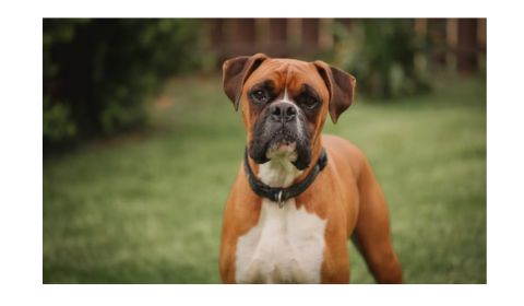 A brown Boxer dog standing on green grass, wearing a black collar, with a focused and alert expression.