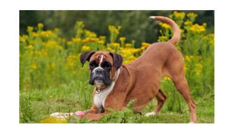 A brown Boxer dog with a black face and white markings is playfully bowing on a grassy field.