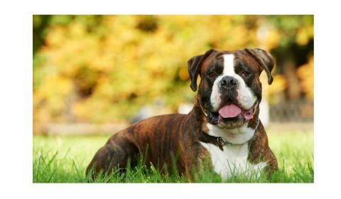 A brindle-colored Boxer Dog with a white chest and face lying on green grass with its mouth slightly open and tongue hanging out.