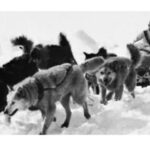 A team of Eskimo dogs pulling a sledge through the snow with a musher guiding them from behind.