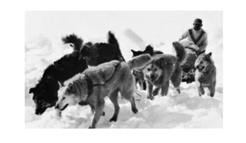 A team of Eskimo dogs pulling a sledge through the snow with a musher guiding them from behind.