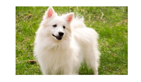 Fluffy white Eskimo dog standing on grass outdoors.