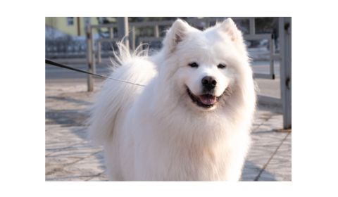 A fluffy, white Eskimo dog standing outdoors on a leash, with a happy expression. The dog has a thick coat, a round face, and a prominent smile.