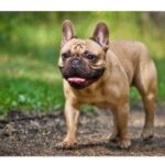 A brown French Bulldog walking on a pathway outdoors with its tongue slightly out and ears upright.