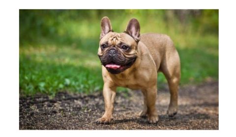 A brown French Bulldog walking on a pathway outdoors with its tongue slightly out and ears upright.