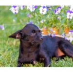 A Chipoo dog lying on green grass with purple and white flowers in the background.