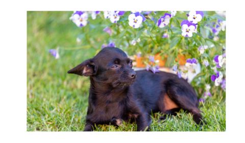 A Chipoo dog lying on green grass with purple and white flowers in the background.