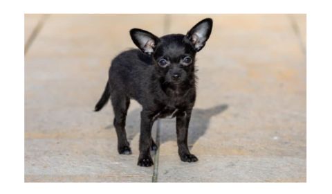 A small black Chipoo puppy standing on a concrete surface with large ears.