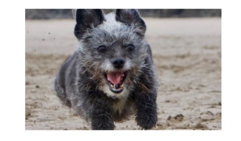 Chipoo dog with fluffy gray and black fur runs energetically on a sandy beach, its mouth open in excitement and its ears perked up.