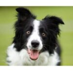 A close-up of a happy Border Collie dog with black and white fur, its mouth open and tongue slightly out.