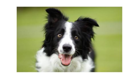 A close-up of a happy Border Collie dog with black and white fur, its mouth open and tongue slightly out.