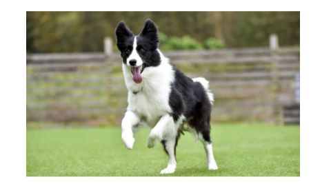  A black and white Border Collie running energetically on green grass with its tongue out and ears perked up.