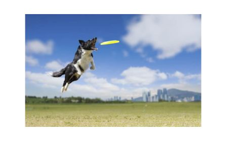 A black and white Border Collie dog mid-air, leaping to catch a yellow frisbee against a backdrop of a clear blue sky with some clouds.