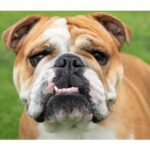 A Bulldog with a wrinkled face and expressive eyes standing on green grass.