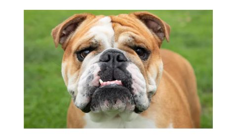 A Bulldog with a wrinkled face and expressive eyes standing on green grass.