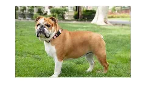 A stocky, muscular Bulldog standing on green grass in a park, wearing a pink collar.