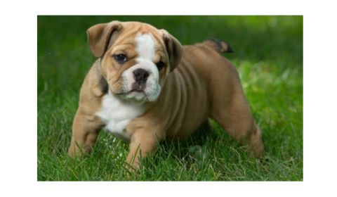  A small bulldog puppy standing on grass.