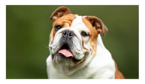 English bulldog with a wrinkled face and tongue slightly out, looking happy.